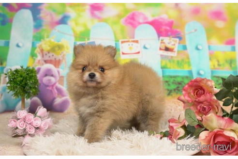 成約済の千葉県のポメラニアン-211970の3枚目